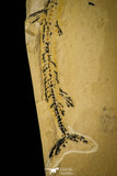 30087- Rare 5.04 Inch Rhynchodercetis Needle Fish Fossil - Upper Cretaceous Morocco