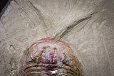 20030 - Museum Grade Euloma filacovi with Preserved Antennae Lower Ordovician Trilobite