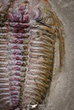 20030 - Museum Grade Euloma filacovi with Preserved Antennae Lower Ordovician Trilobite