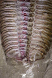 20030 - Museum Grade Euloma filacovi with Preserved Antennae Lower Ordovician Trilobite