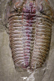 20030 - Museum Grade Euloma filacovi with Preserved Antennae Lower Ordovician Trilobite