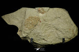 21080 - Amazing Lehua sp Lower Ordovician Trilobite Fezouata Fm