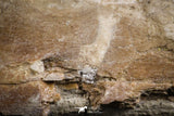 07104 -  Extremely Rare 4.92 Inch Pappocetus lugardi (Whale Ancestor) Incisor Rooted Tooth in Jaw Bone