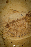 30088- Rare 3.43 Inch Thorectichthys rhadinus Pycnodontiform + Herring Fish Fossil - Upper Cretaceous Morocco