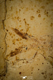 30088- Rare 3.43 Inch Thorectichthys rhadinus Pycnodontiform + Herring Fish Fossil - Upper Cretaceous Morocco