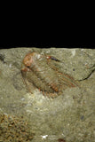 21080 - Amazing Lehua sp Lower Ordovician Trilobite Fezouata Fm