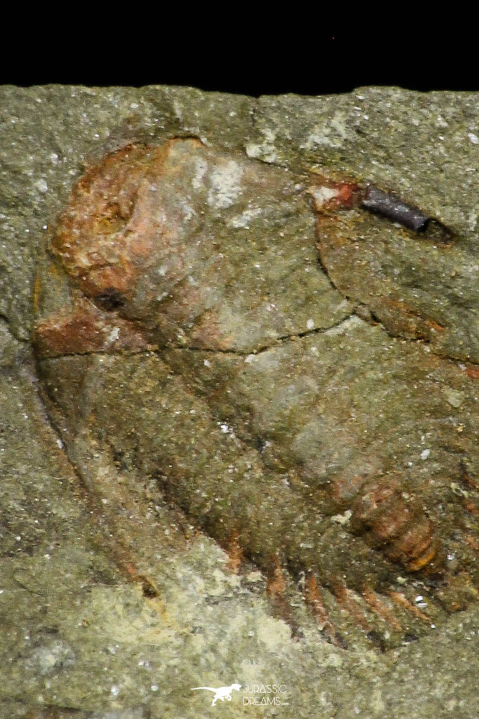 21080 - Amazing Lehua sp Lower Ordovician Trilobite Fezouata Fm