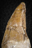 07104 -  Extremely Rare 4.92 Inch Pappocetus lugardi (Whale Ancestor) Incisor Rooted Tooth in Jaw Bone
