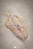 20031 - Museum Grade Bavarilla zemmourensis with Preserved Antennae Lower Ordovician Trilobite