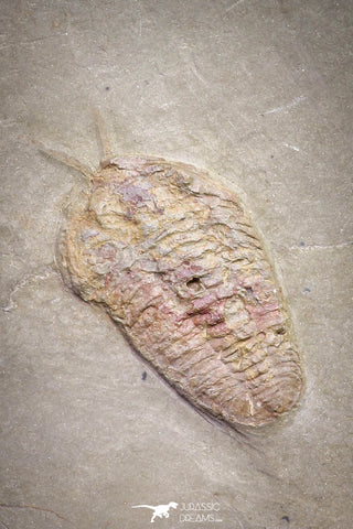 20031 - Museum Grade Bavarilla zemmourensis with Preserved Antennae Lower Ordovician Trilobite