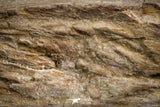 07104 -  Extremely Rare 4.92 Inch Pappocetus lugardi (Whale Ancestor) Incisor Rooted Tooth in Jaw Bone
