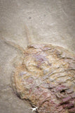 20031 - Museum Grade Bavarilla zemmourensis with Preserved Antennae Lower Ordovician Trilobite