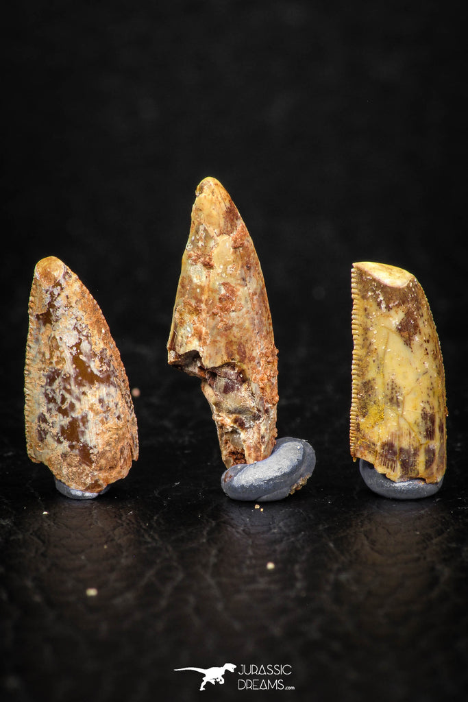 05595 - Great Collection of 3 Abelisaur Dinosaur Teeth Cretaceous KemKem Beds