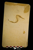 30089- Rare 3.94 Inch Rhynchodercetis Needle Fish Fossil - Upper Cretaceous Morocco