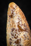 05595 - Great Collection of 3 Abelisaur Dinosaur Teeth Cretaceous KemKem Beds