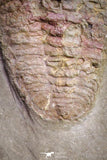 20031 - Museum Grade Bavarilla zemmourensis with Preserved Antennae Lower Ordovician Trilobite