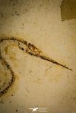 30089- Rare 3.94 Inch Rhynchodercetis Needle Fish Fossil - Upper Cretaceous Morocco