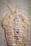 20031 - Museum Grade Bavarilla zemmourensis with Preserved Antennae Lower Ordovician Trilobite