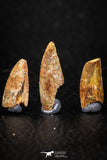 05595 - Great Collection of 3 Abelisaur Dinosaur Teeth Cretaceous KemKem Beds