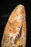 05595 - Great Collection of 3 Abelisaur Dinosaur Teeth Cretaceous KemKem Beds