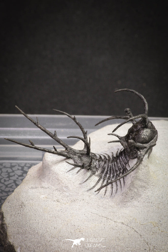 20032 - Outstanding 2.23 Inch Ceratarges sp Middle Devonian Trilobite
