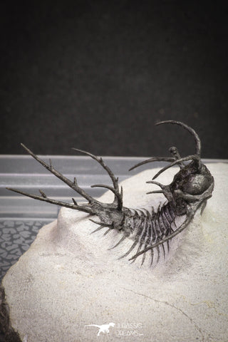 20032 - Outstanding 2.23 Inch Ceratarges sp Middle Devonian Trilobite