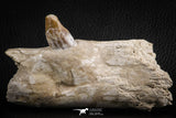 07105 -  Extremely Rare 4.89 Inch Pappocetus lugardi (Whale Ancestor) Incisor Rooted Tooth in Jaw Bone