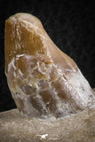 07105 -  Extremely Rare 4.89 Inch Pappocetus lugardi (Whale Ancestor) Incisor Rooted Tooth in Jaw Bone