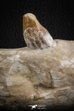 07105 -  Extremely Rare 4.89 Inch Pappocetus lugardi (Whale Ancestor) Incisor Rooted Tooth in Jaw Bone