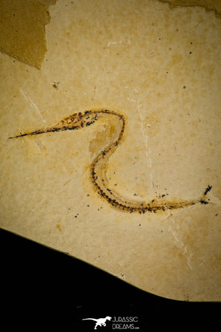 30090- Rare 3.94 Inch Rhynchodercetis Needle Fish Fossil - Upper Cretaceous Morocco