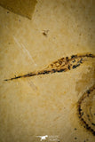 30090- Rare 3.94 Inch Rhynchodercetis Needle Fish Fossil - Upper Cretaceous Morocco