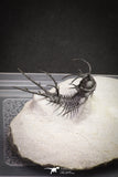 20032 - Outstanding 2.23 Inch Ceratarges sp Middle Devonian Trilobite