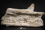 07105 -  Extremely Rare 4.89 Inch Pappocetus lugardi (Whale Ancestor) Incisor Rooted Tooth in Jaw Bone