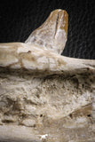 07105 -  Extremely Rare 4.89 Inch Pappocetus lugardi (Whale Ancestor) Incisor Rooted Tooth in Jaw Bone