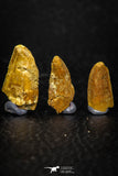 05596 - Great Collection of 3 Abelisaur Dinosaur Teeth Cretaceous KemKem Beds