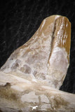 07105 -  Extremely Rare 4.89 Inch Pappocetus lugardi (Whale Ancestor) Incisor Rooted Tooth in Jaw Bone