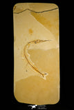 30091- Rare 4.26 Inch Rhynchodercetis Needle Fish Fossil - Upper Cretaceous Morocco