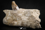 07105 -  Extremely Rare 4.89 Inch Pappocetus lugardi (Whale Ancestor) Incisor Rooted Tooth in Jaw Bone