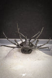 20032 - Outstanding 2.23 Inch Ceratarges sp Middle Devonian Trilobite