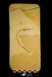 30091- Rare 4.26 Inch Rhynchodercetis Needle Fish Fossil - Upper Cretaceous Morocco