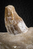 07105 -  Extremely Rare 4.89 Inch Pappocetus lugardi (Whale Ancestor) Incisor Rooted Tooth in Jaw Bone