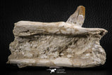 07105 -  Extremely Rare 4.89 Inch Pappocetus lugardi (Whale Ancestor) Incisor Rooted Tooth in Jaw Bone