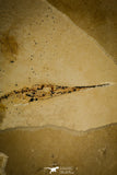 30091- Rare 4.26 Inch Rhynchodercetis Needle Fish Fossil - Upper Cretaceous Morocco