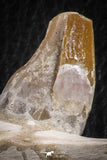 07105 -  Extremely Rare 4.89 Inch Pappocetus lugardi (Whale Ancestor) Incisor Rooted Tooth in Jaw Bone