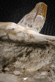 07105 -  Extremely Rare 4.89 Inch Pappocetus lugardi (Whale Ancestor) Incisor Rooted Tooth in Jaw Bone
