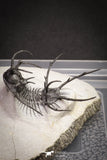 20032 - Outstanding 2.23 Inch Ceratarges sp Middle Devonian Trilobite