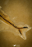 30091- Rare 4.26 Inch Rhynchodercetis Needle Fish Fossil - Upper Cretaceous Morocco