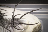 20032 - Outstanding 2.23 Inch Ceratarges sp Middle Devonian Trilobite