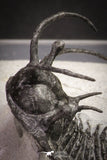 20032 - Outstanding 2.23 Inch Ceratarges sp Middle Devonian Trilobite