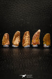 05597 - Great Collection of 5 Abelisaur Dinosaur Teeth Cretaceous KemKem Beds